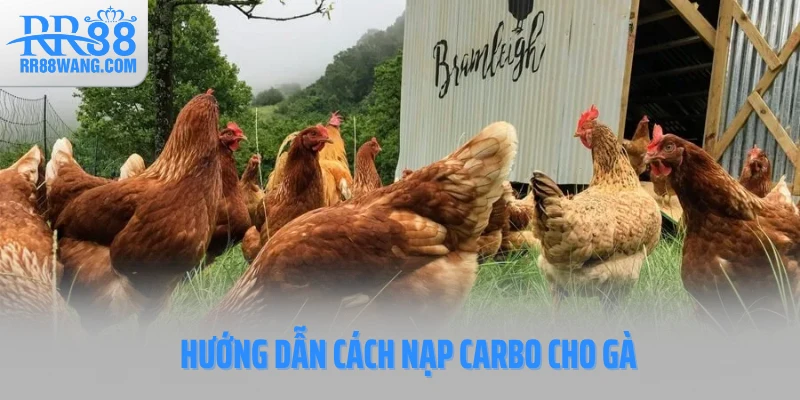 Hướng dẫn cách nạp carbo cho gà Hướng dẫn cách nạp carbo cho gà