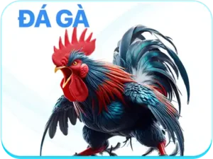 banner đá gà RR88